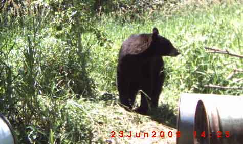 Persistent Black Bear