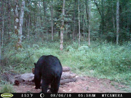 Bear Cam Pictures