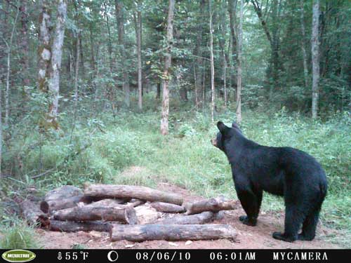 Bear Cam Pictures