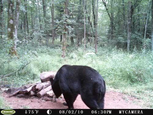 Bear Cam Pictures