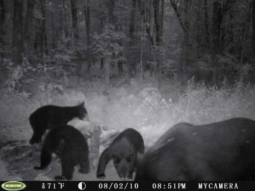 Bear Cam Pictures