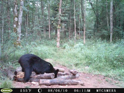 Bear Cam Pictures