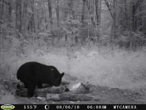 Bear Cam Pictures