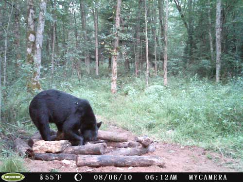 Bear Cam Pictures