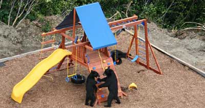 Bear Play