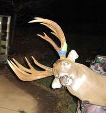 World record Whitetail deer