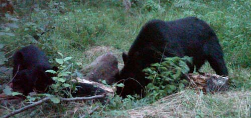 Bear Cam 