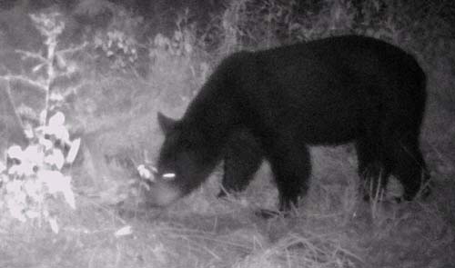 Bear Cam