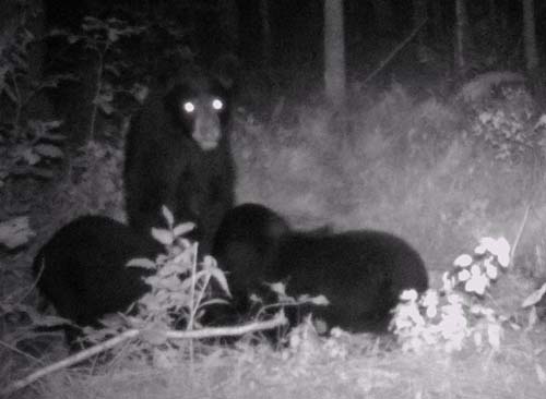 Bear Cam