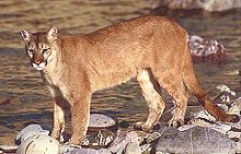 Cougars spotted Thursday morning in Elmwood