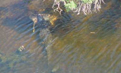 Huge Ky Alligator Eats Deer