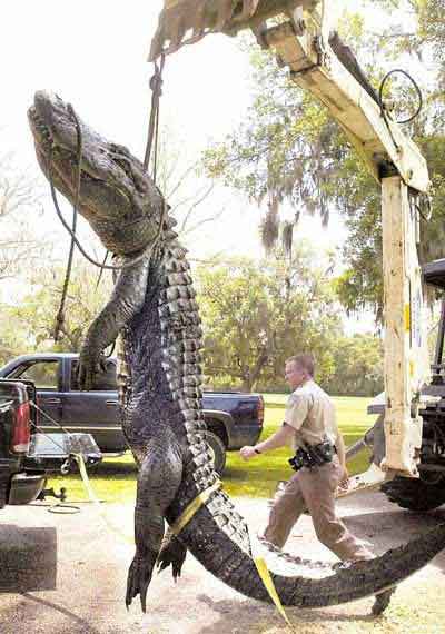 Huge Ky Alligator Eats Deer