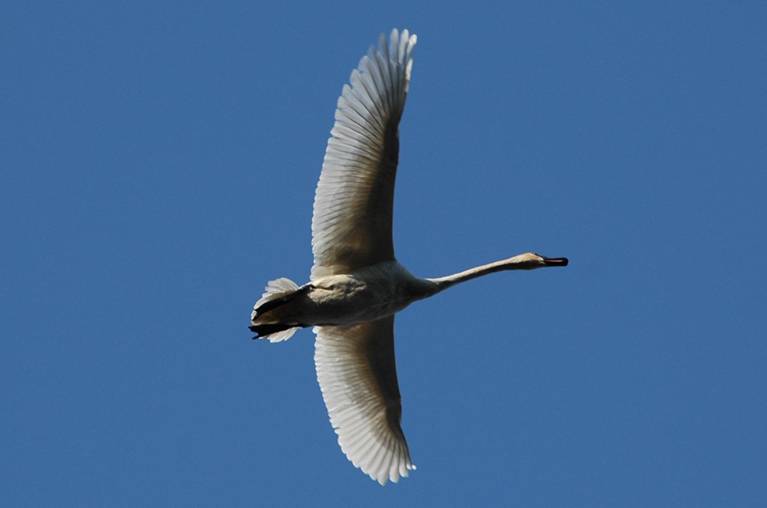 Swan and Eagle pictures