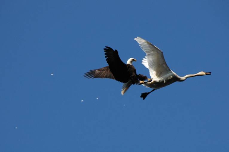 Swan and Eagle pictures