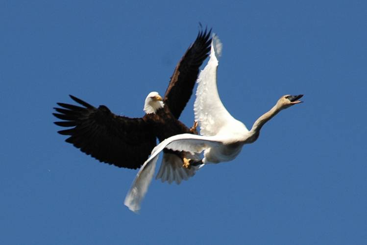 Swan and Eagle pictures