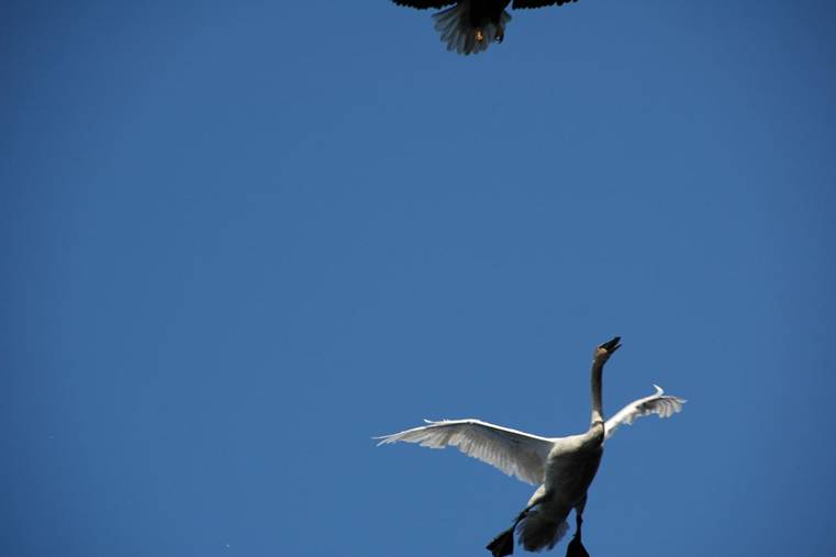 Swan and Eagle pictures