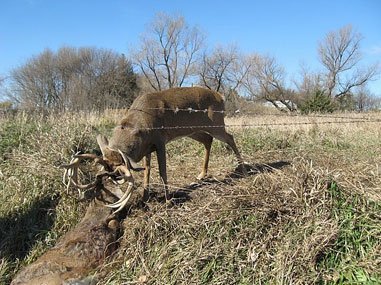 Tangled Bucks