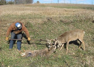 Tangled Buck