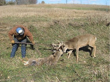 Tangled Buck