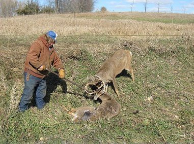 Tangled Buck