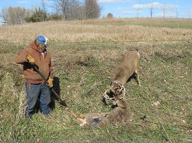 Tangled Buck