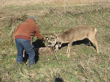 Tangled Buck