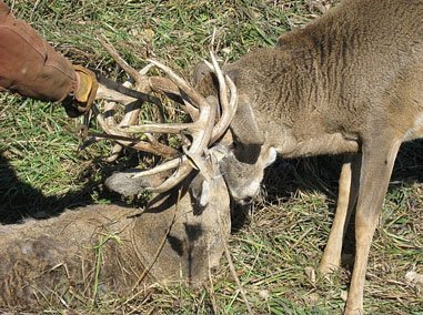 Tangled Buck