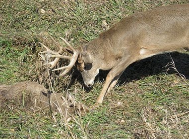 Tangled Buck