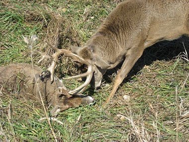 Tangled Buck