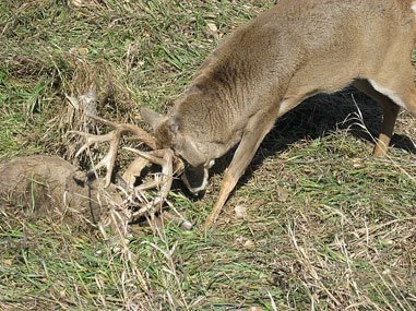 Tangled Buck