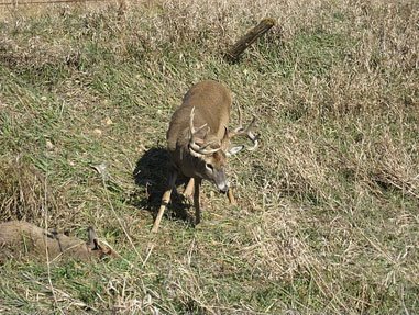 Tangled Buck