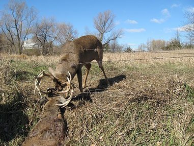 Tangled Buck