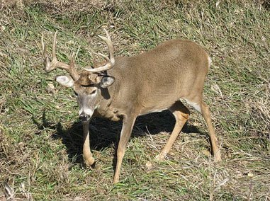 Tangled Buck