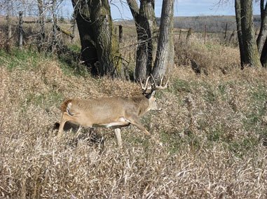 Tangled Buck