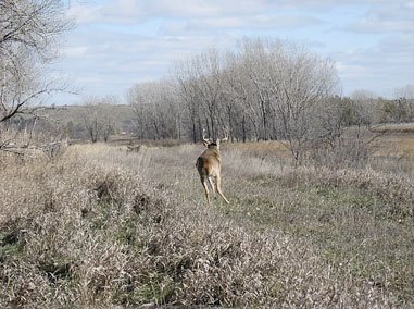 Tangled Buck