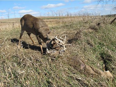 Tangled Buck