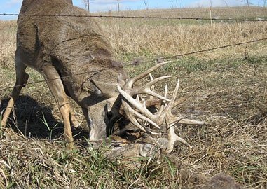 Tangled Buck