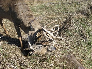 Tangled Buck