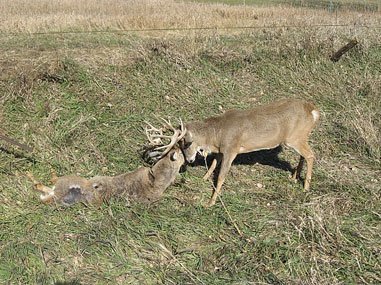 Tangled Buck