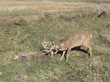 Tangled Buck