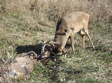 Tangled Buck