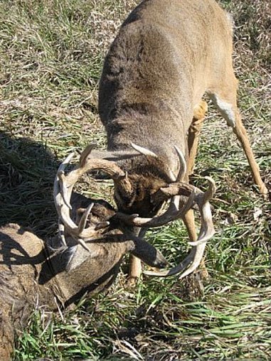 Tangled Buck
