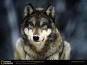  Gray Wolf Depredation Alert Update