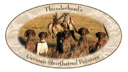 Thunderhead GSP's is dedicated to producing a dog that will not only excel in the field as a hunting dog, but will have a great temperament to be a fine addition to any family. Our dogs have a high level of desire in the field, but are calm in nature in the house. Cooperativeness and trainability make them dogs that the average person can develop into a fine hunting companion. Our dogs have excelled in NAVHDA and AKC testing, and also come from a long line of proven dogs.  