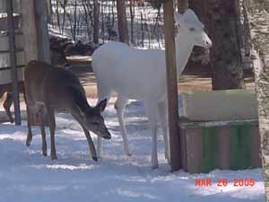Albino Deer Pictures