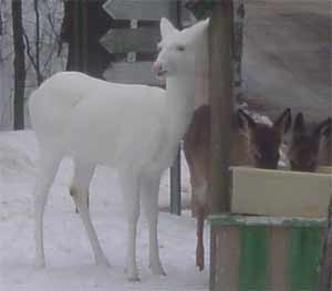 Albino Deer Pictures